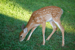 optional-fertilization-services2