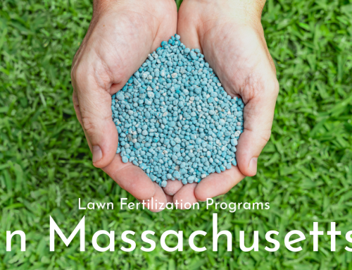 Lawn Fertilization Programs in Massachusetts