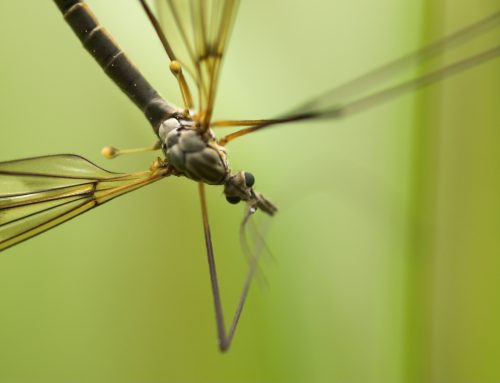 Stop Tick And Mosquito Bites In Your Yard This Year