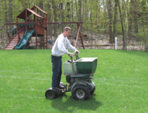 Seeding Your Lawn in the Summer