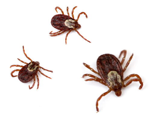 How to Properly Remove a Tick, Pest Services