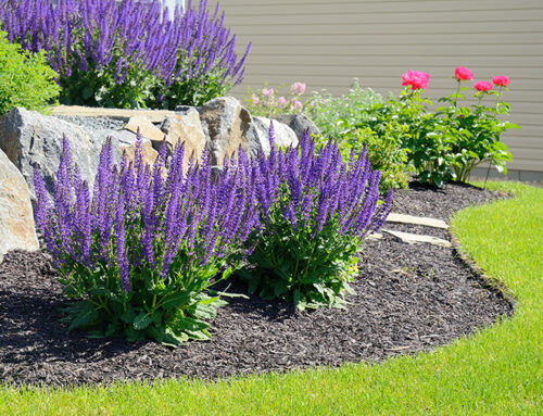 Are YOU Guilty of These Mulching Mistakes?