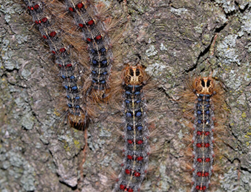 Controlling the Gypsy Moth Menace