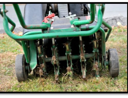 Core Aeration and Seeding
