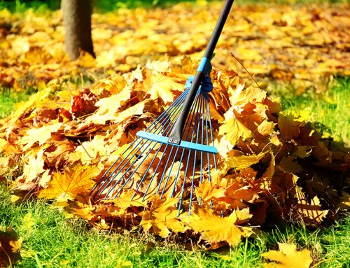 Raking and Leaf Blowing Tips