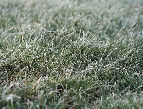 How to Repair Damage to Your Lawn after Winter