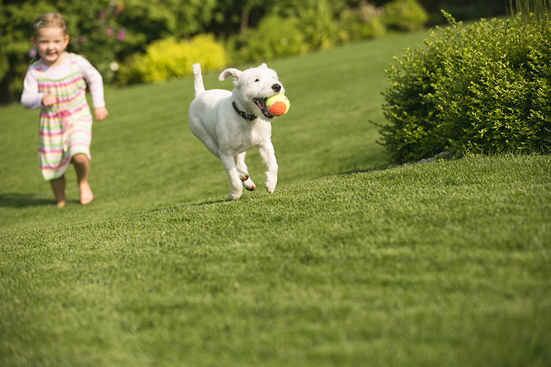 Are Pests Pestering Your Home Or Place Of Business?