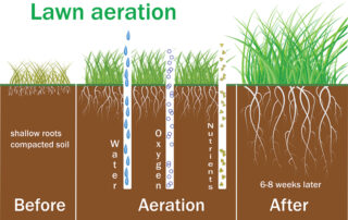 Now Is The Time For Lawn Aeration