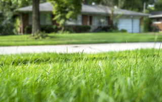 Overseeding In The Fall Is Important For Your Lawn