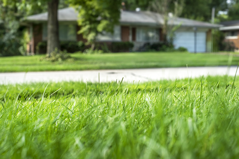 Overseeding In The Fall Is Important For Your Lawn