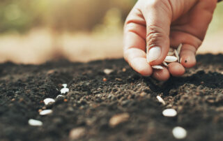 Creating a Vegetable Garden in Marlborough, MA