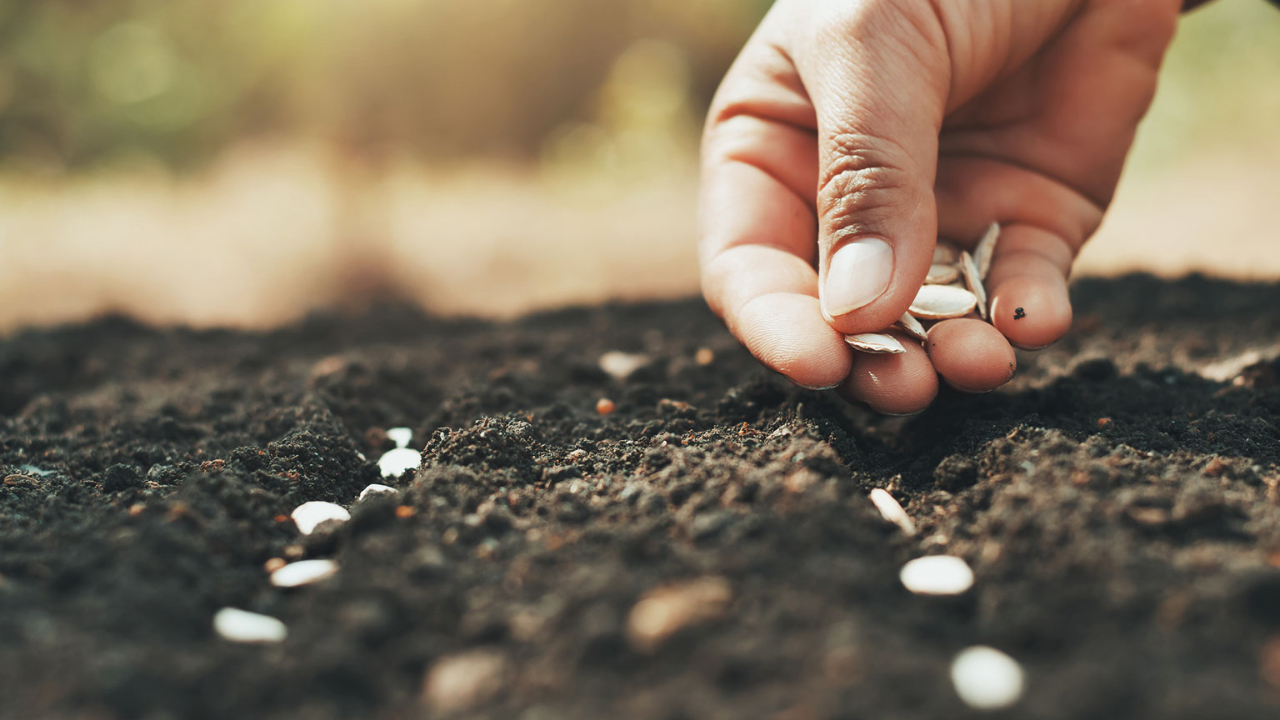 Creating a Vegetable Garden in Marlborough, MA