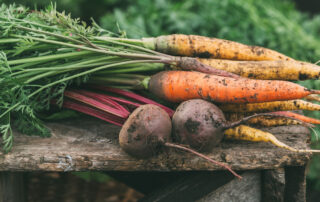 Creating a Vegetable Garden in Marlborough, MA