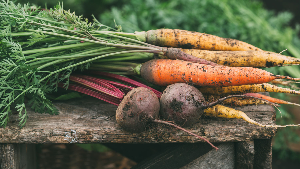 Creating a Vegetable Garden in Marlborough, MA