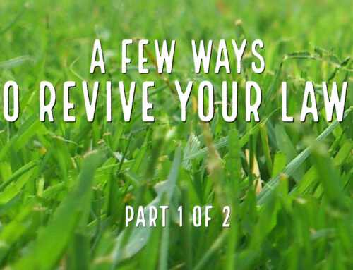 A Few Ways To Revive Your Lawn- Part 1 of 2