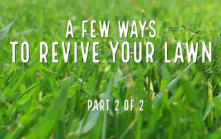 A Few Ways To Revive Your Lawn- Part 2 of 2