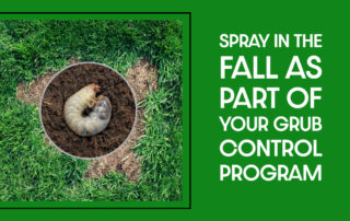 Spray In The Fall as Part of Your Grub Control Program