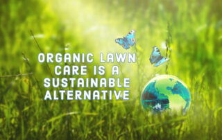 Organic Lawn Care Is a Sustainable Alternative