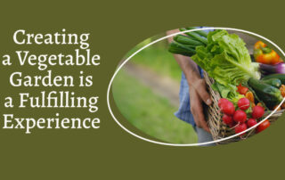 Creating a Vegetable Garden is a Fulfilling Experience