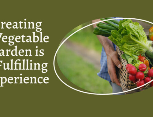 Creating a Vegetable Garden is a Fulfilling Experience