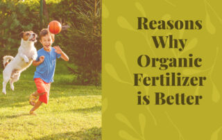 Reasons Why Organic Fertilizer is Better