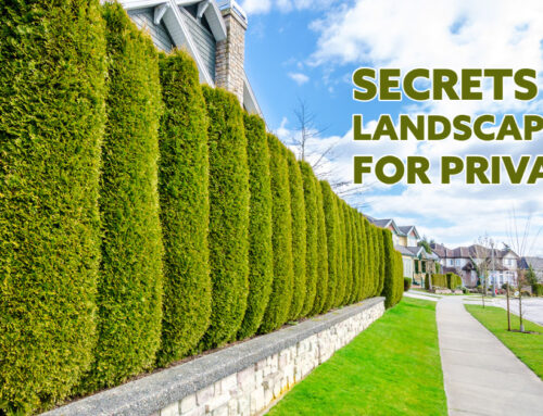 Secrets of Landscaping for Privacy
