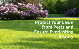 Protect Your Lawn from Pests and Ensure Everlasting Beauty