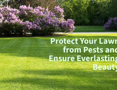 Protect Your Lawn from Pests and Ensure Everlasting Beauty