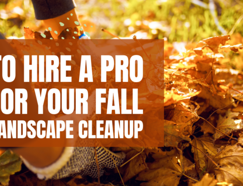 Reasons To Hire a Pro for Your Fall Landscape Cleanup