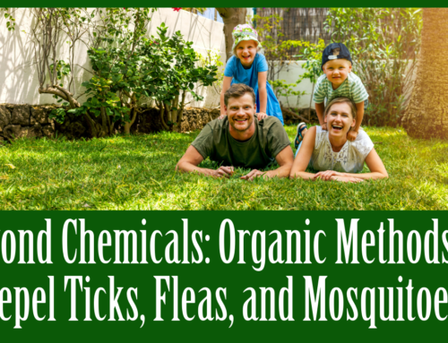 Beyond Chemicals: Organic Methods to Repel Ticks, Fleas, and Mosquitoes