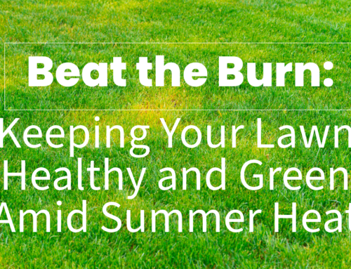 Beat the Burn: Keeping Your Lawn Healthy and Green Amid Summer Heat