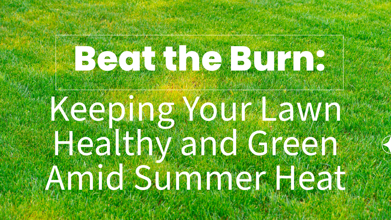 Beat the Burn: Keeping Your Lawn Healthy and Green Amid Summer Heat