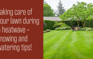 Taking care of your lawn during a heatwave