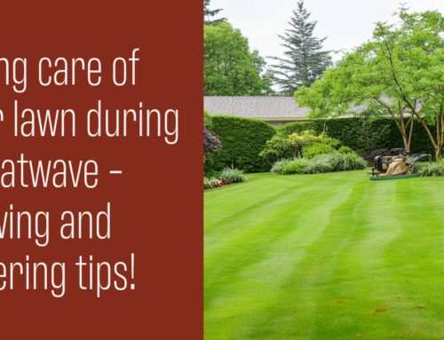 Taking care of your lawn during a heatwave – mowing and watering tips