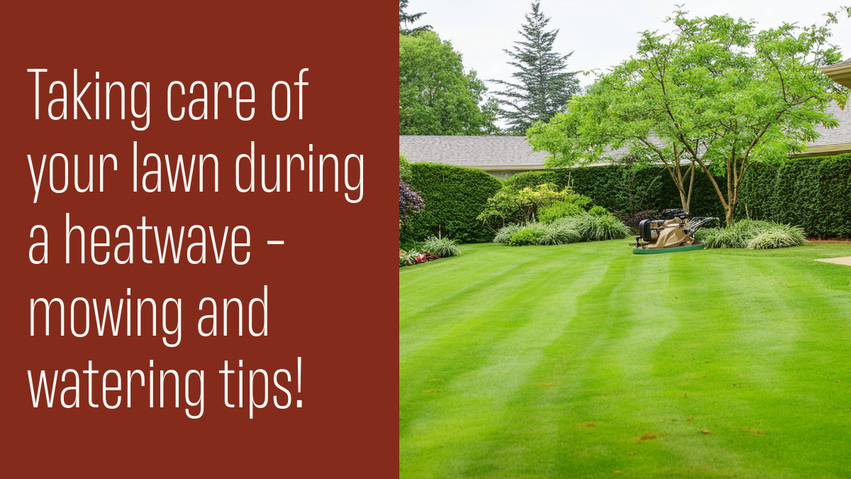Taking care of your lawn during a heatwave