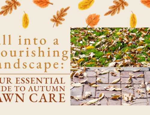 Fall into a Flourishing Landscape: Your Essential Guide to Autumn Lawn Care