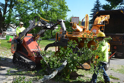 Tree removal and stump grinding