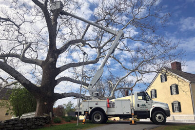 Tree preservation, cabling and bracing