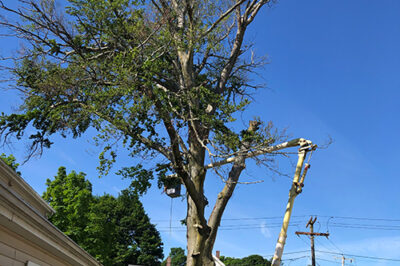 Veron Company tree project