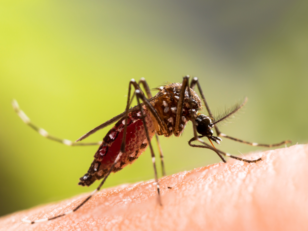 Organic Flea, Tick and Natural Mosquito Control Services in MA