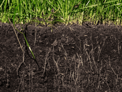 Deep root plant feeding in MA