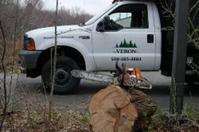 Storm damage tree cleanup