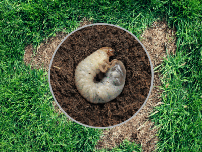 Grub preventative and grub treatments in MA