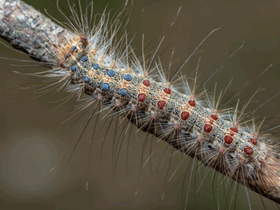 Gypsy moth control in MA