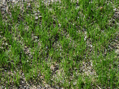 Lawn core aeration, overseeding and top dressing company in MA