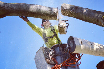 Tree pruning and trimming