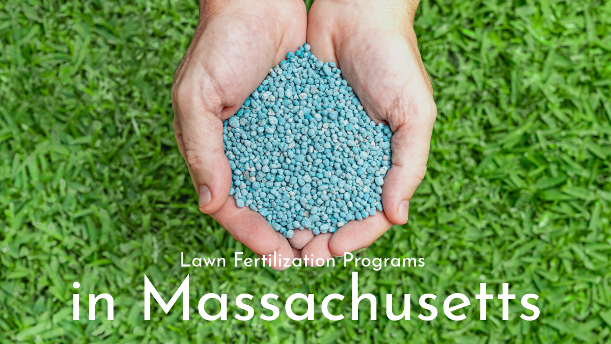 Lawn Fertilization Programs in Massachusetts