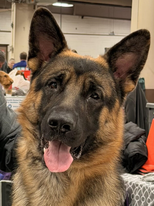 Mojo, Head of Security